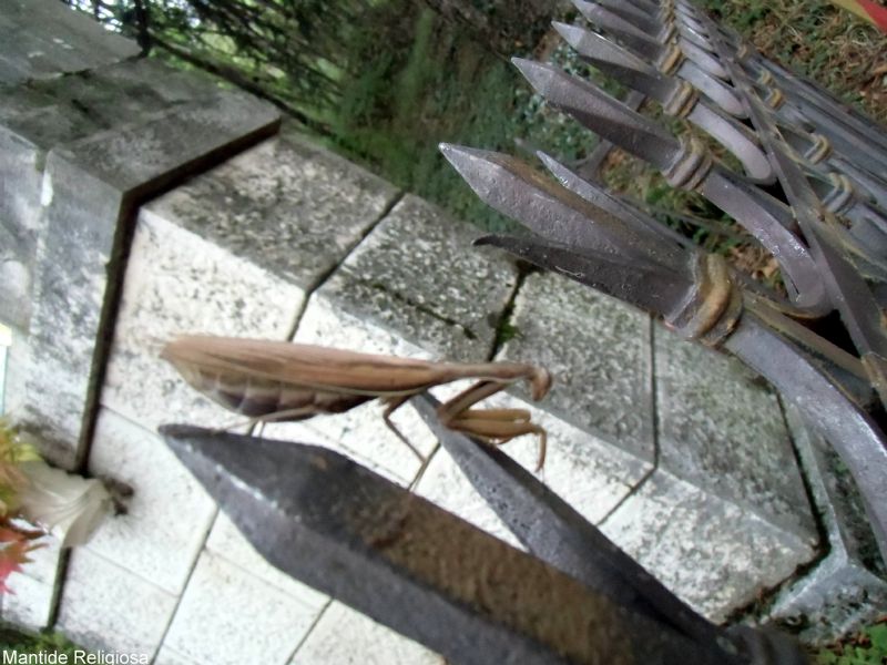 Mantis Religiosa?????